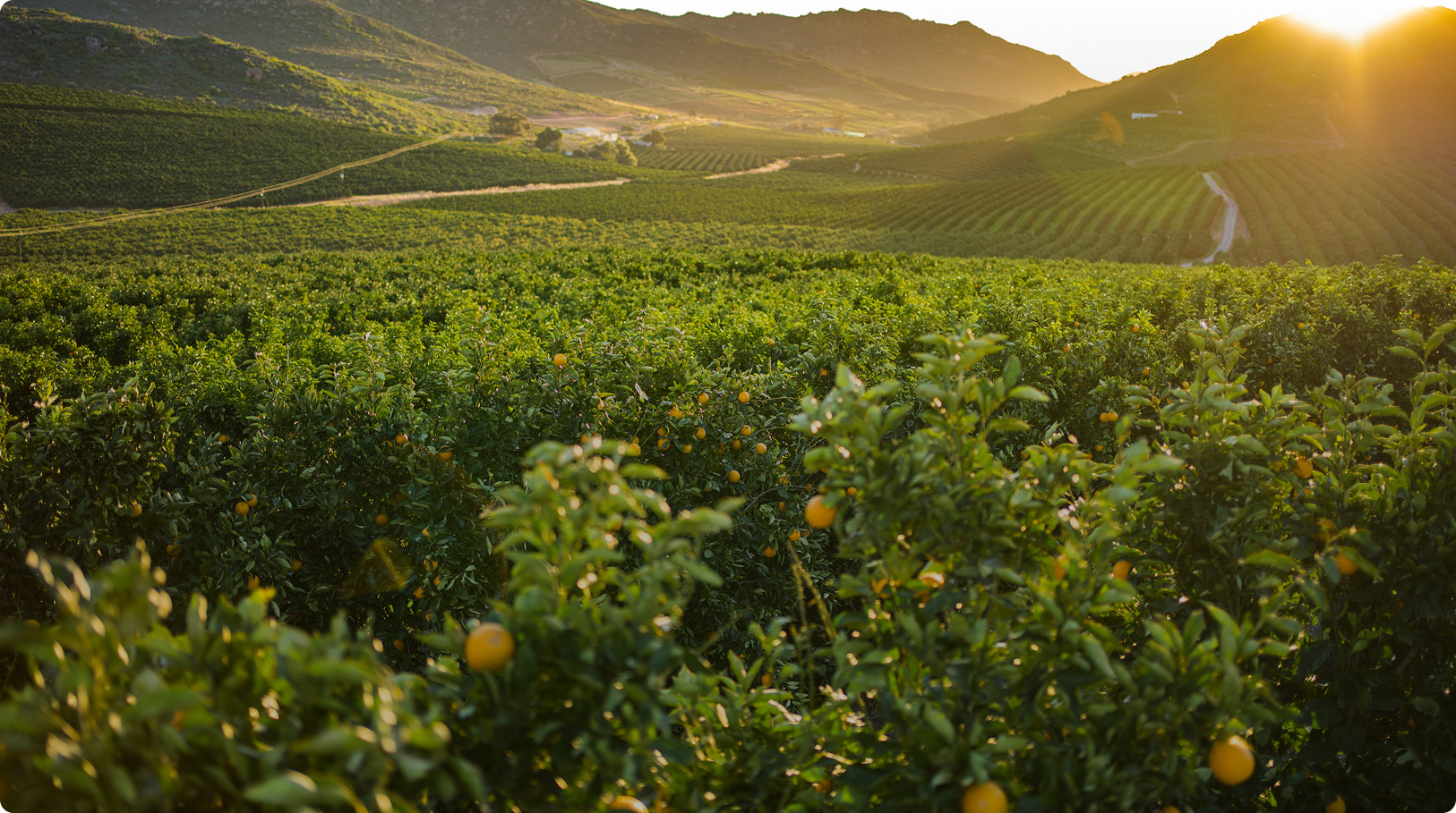 Super fresh  Citrus fruit